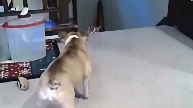 frenchbulldogvscat1