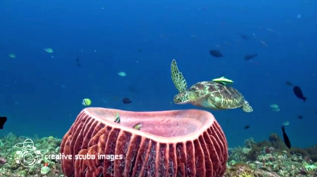 seaturtle1