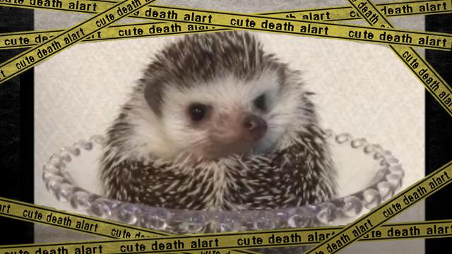 hedgehog-f [www-frame