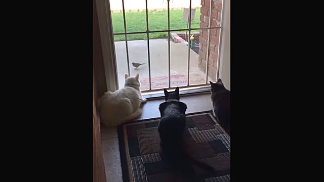 birdcatdog3