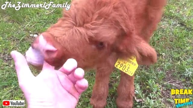 highlandcalves5_640