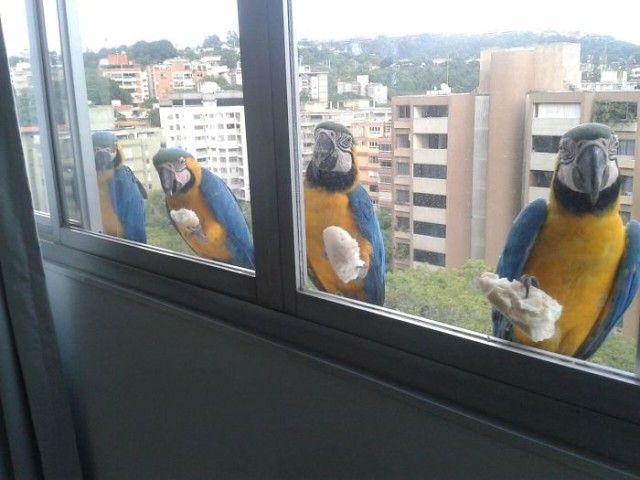 visitingwindows1_e