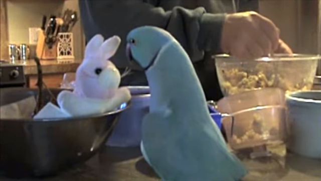 parrotlovesbunny