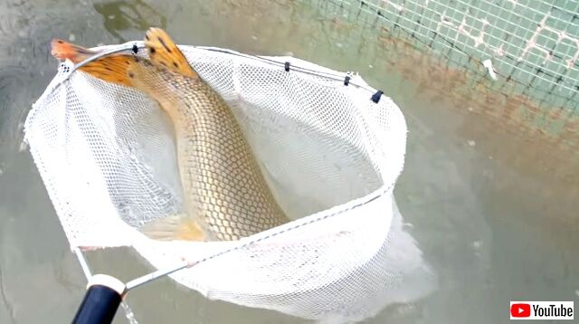 Gar3_640