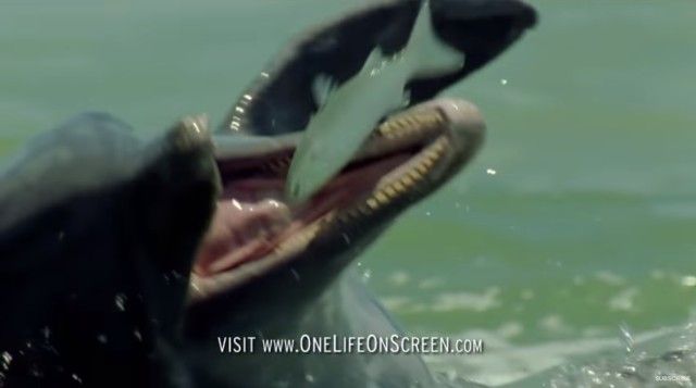 dolphinstrick6_e