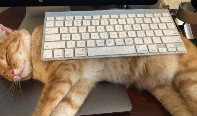 catproofkeyboard0_e