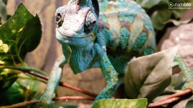 chameleon3_e