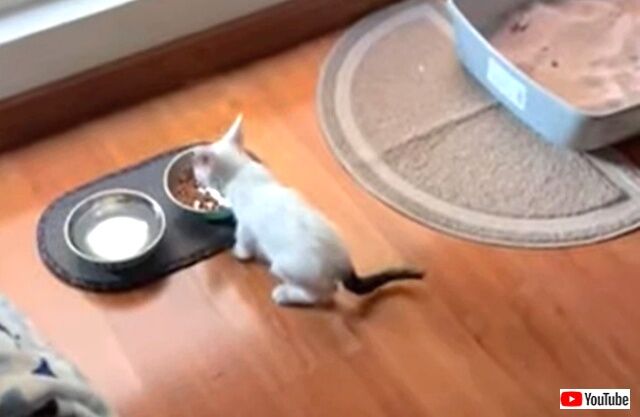 meowing1_640