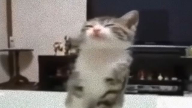 kitten-1_e