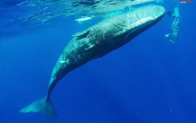 whalespins0_e
