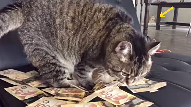 moneycat5