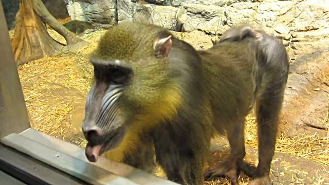 Mandrill3