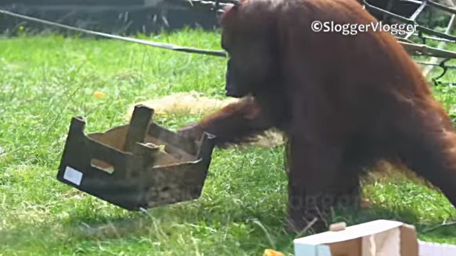 orangutan4