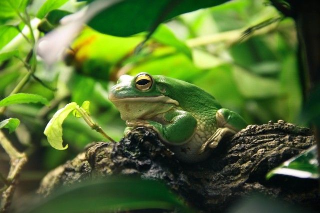 frog-663966_960_720_e
