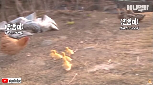 swimmingducklings6_640
