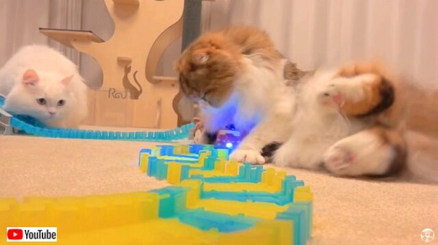 catsvsracingcar8_640