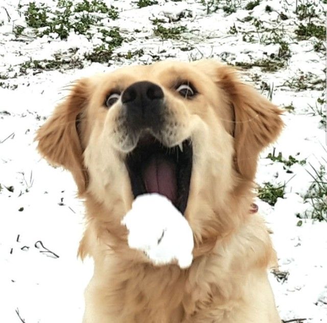 funny-animals-first-snow-cats-dogs5_e