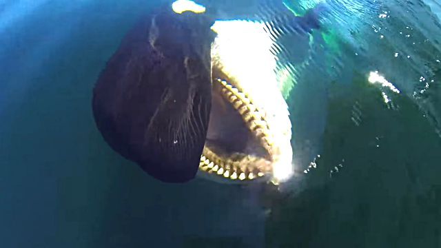killerwhale2