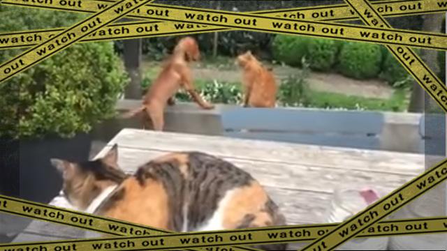 cat-f [www-frame