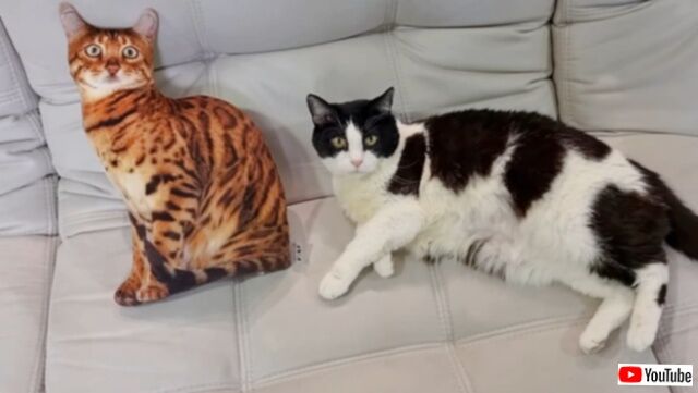 こいつ、リアルすぎるニャ！保護猫プーシクくん、猫型クッションに翻弄される