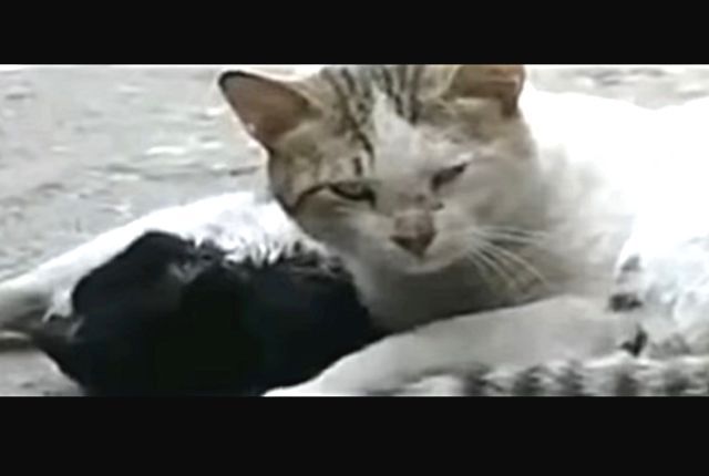 helpanimals4
