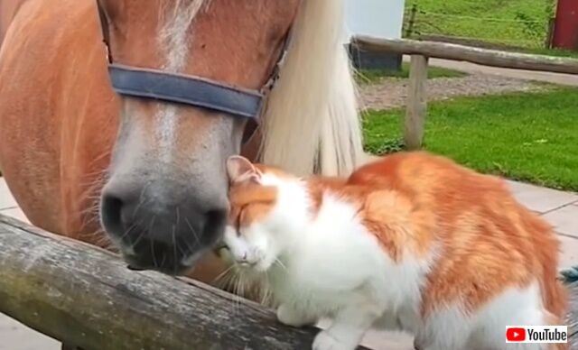 寄り添うキモチはあったかいよね！種族は違っても仲良しな、動物たちのイチャコラ風景総集編