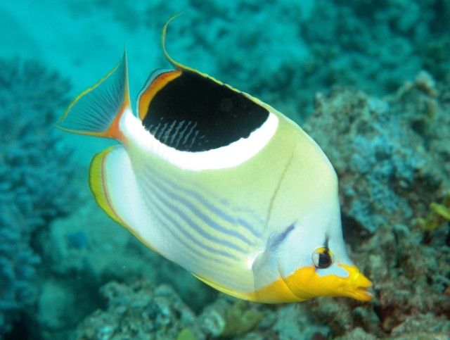 Lined-Butterflyfish_e