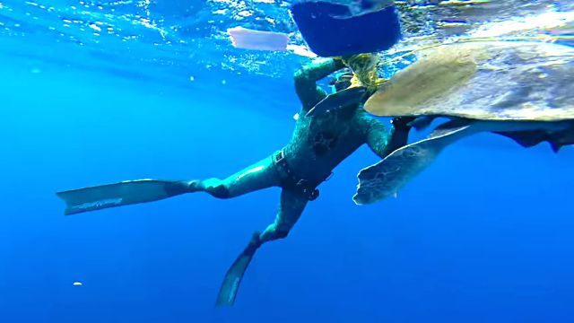 seaturtle1