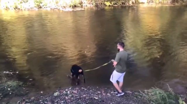 rottweiler11_e