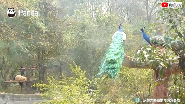 pandanpeacock4_640