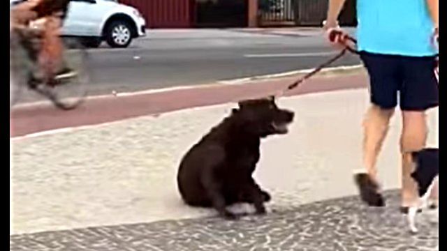 lazydog5
