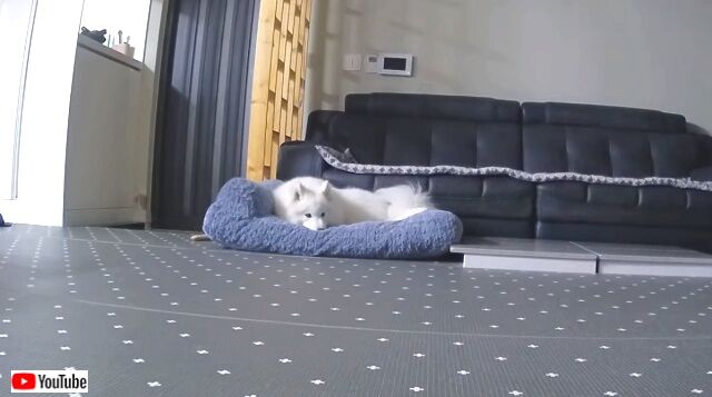 dognhisbed1_640