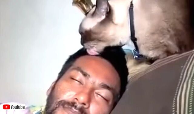 catwakeup4_640