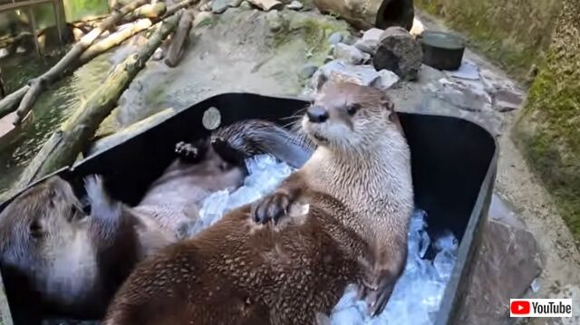 riverottersonice7_640