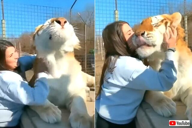 cutetiger4_640