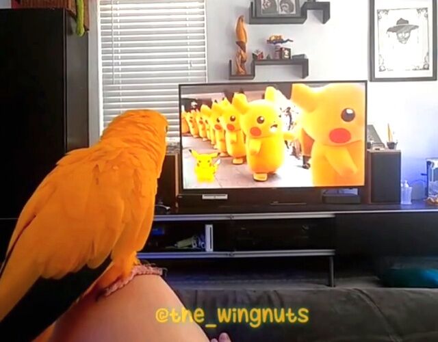 pikachu1_640