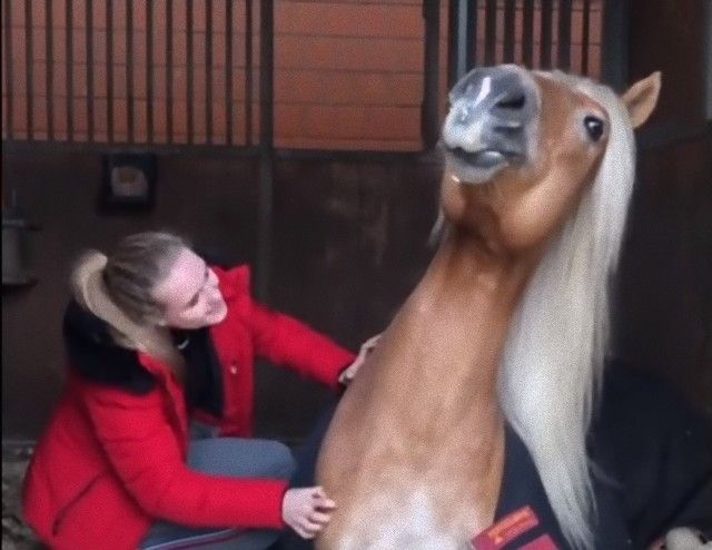 joyfulhorse2_e