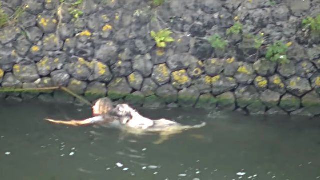 dogrescue4