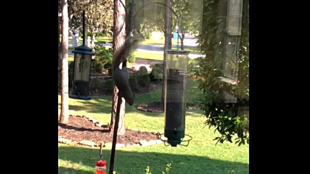 squirrelnfeeder2