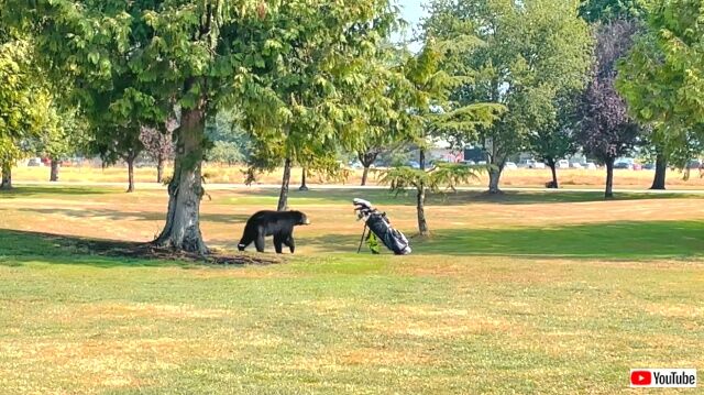 golfclubs1_640
