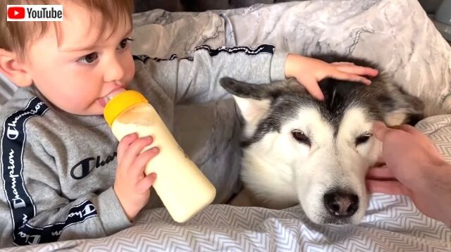 ハスキーにベッドを取られちゃった！赤ちゃんと愛犬の一緒におねむでうっとろりん