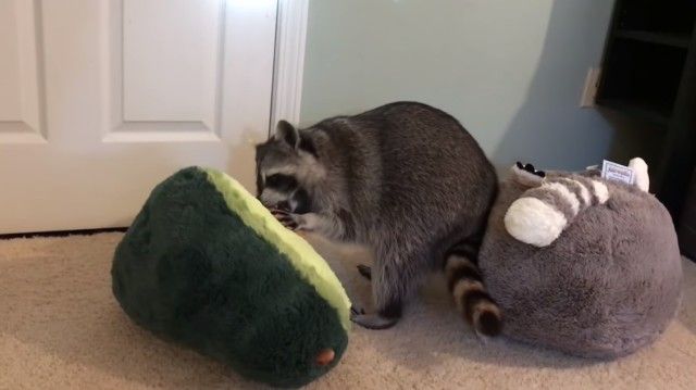 raccoonpillow3_e