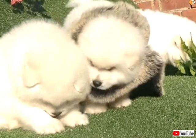 fluffybear5_640