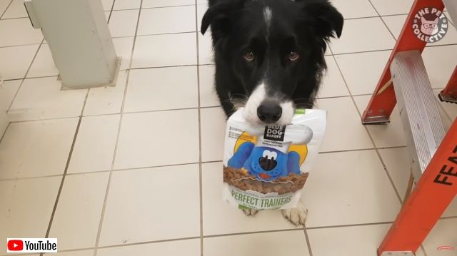 funnyfunnydogs3_batch