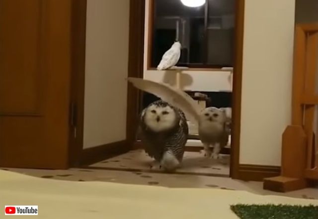 cutebabiiesvids5_640