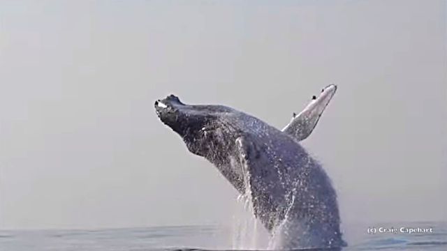 Humpback4