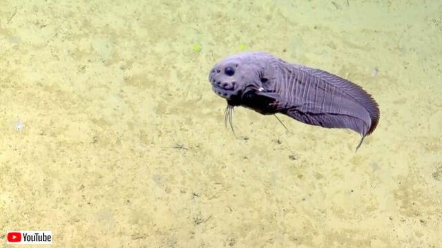 spookiestdeepsea6_640