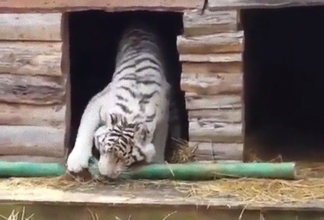 tigerwasadog2_e