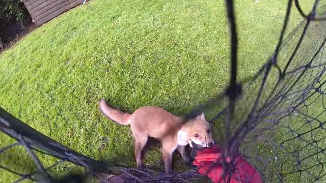 foxrescue3