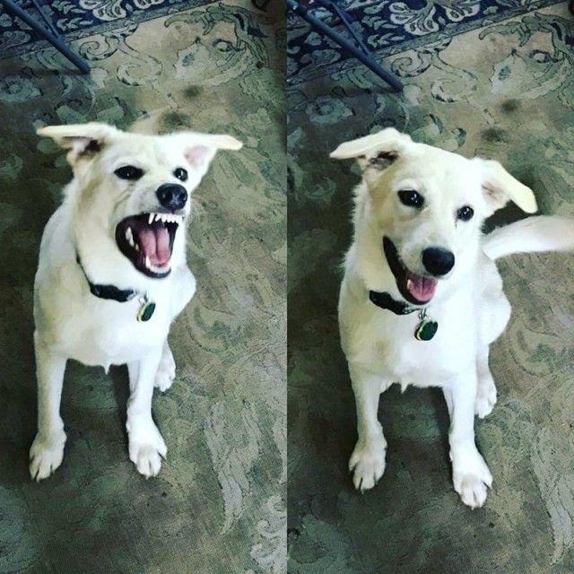 goodboy17_e